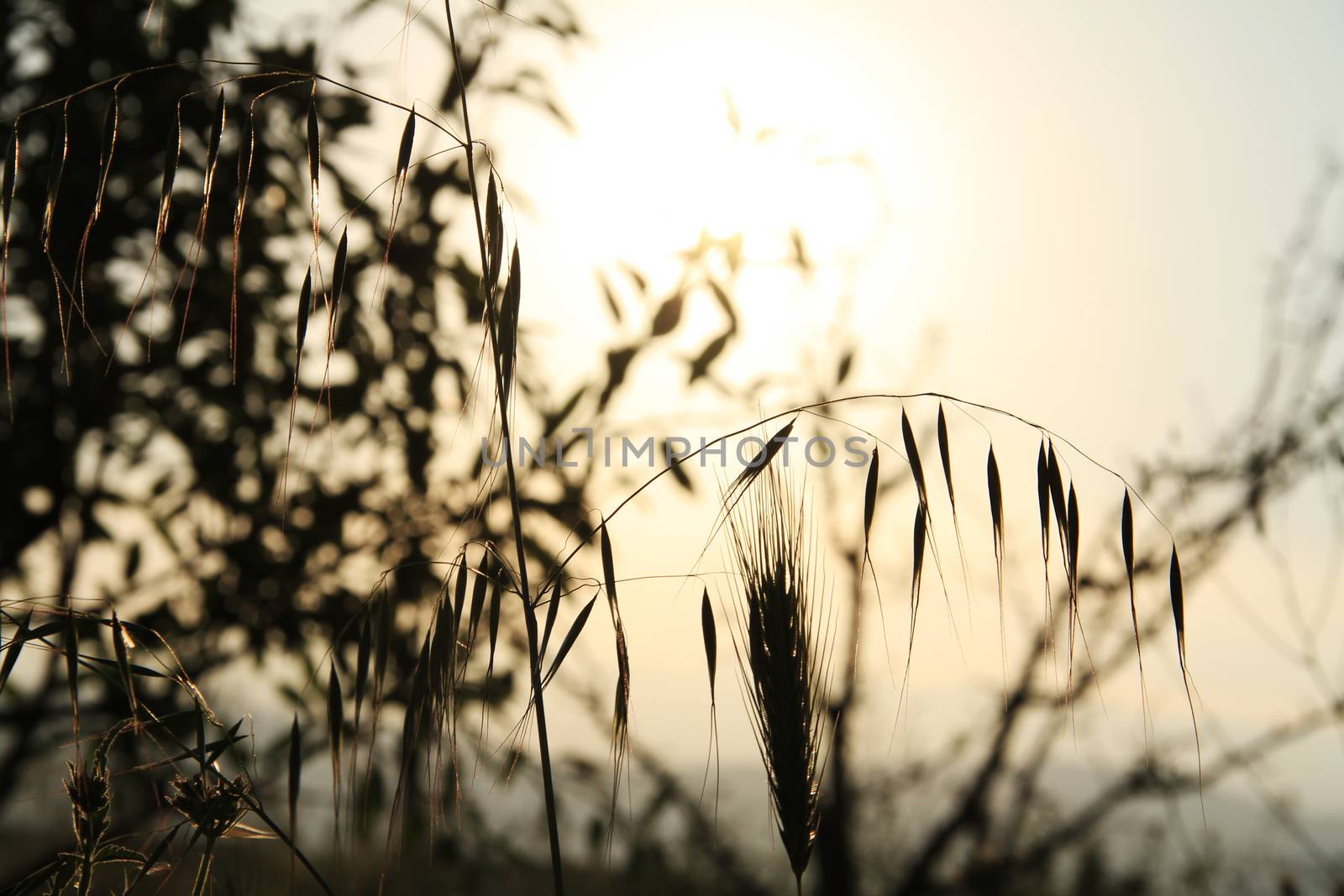 grass sunset in meadow landscape