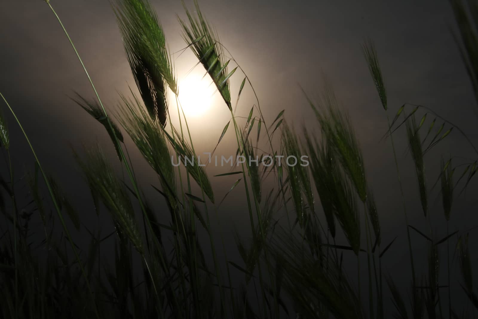 grass sunset in meadow by alex_nako