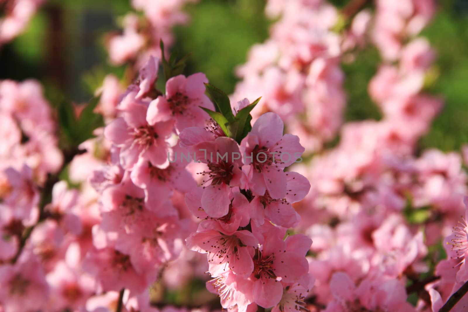 Japanese cherry in spring by alex_nako