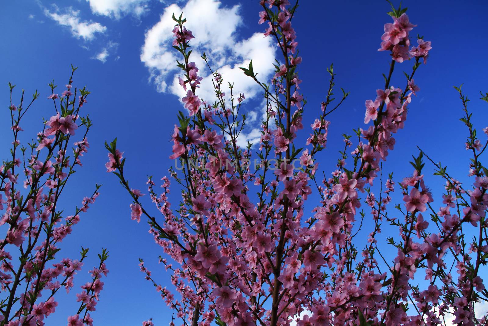 Japanese cherry tree in spring