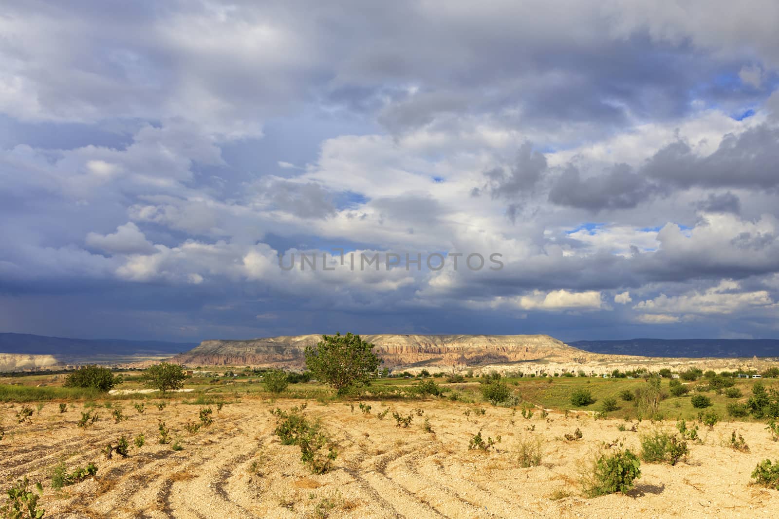 Small grape bushes planted on rocky ground against the backdrop of the incredibly beautiful landscape of the mountain valleys of Cappadocia