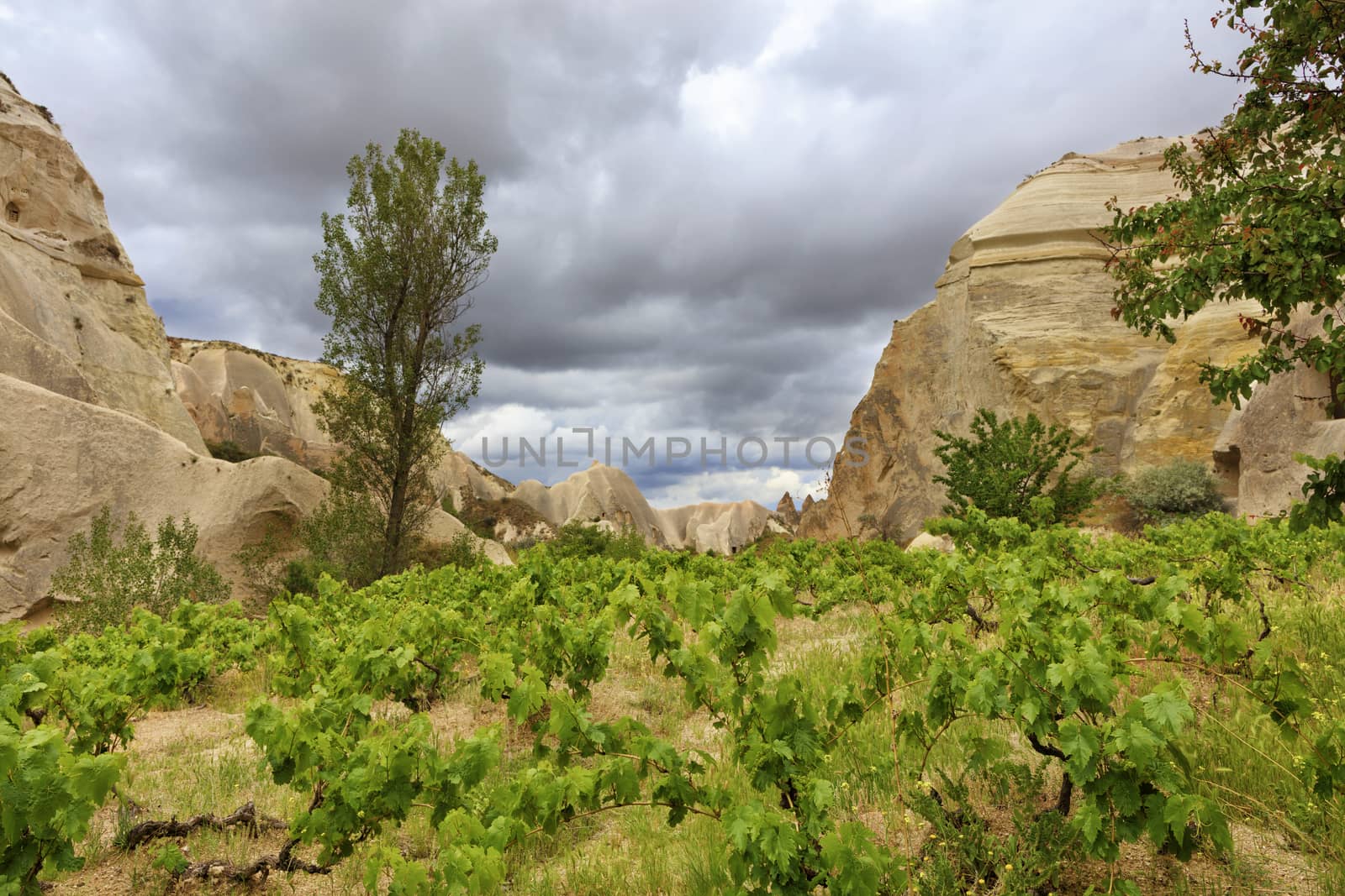 Young bright green leaves of grape bushes grow well surrounded by yellow-orange rocks in the spring valley of Cappadocia
