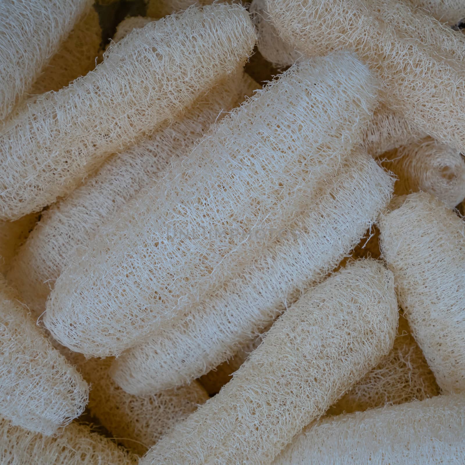 The close up of natural loofah Sponge for exfoliating bath spa.