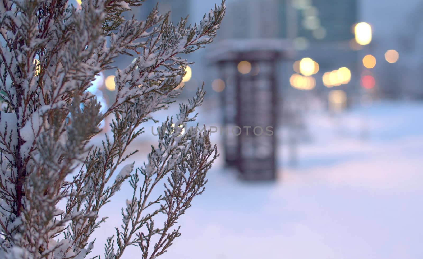 Close up shot of fresh snow lies on tree branches. The land is covered with recently fallen snow. Light of lanterns. Winter evening in city park