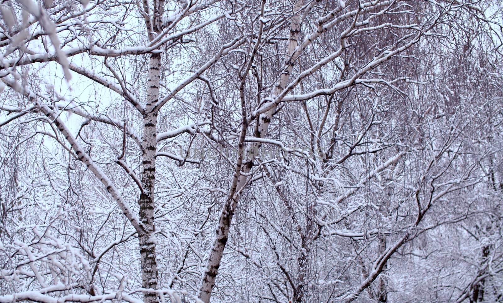 Close up birch tree branches under the snow, snowfall in the park. Snow falling on the trees. Winter background