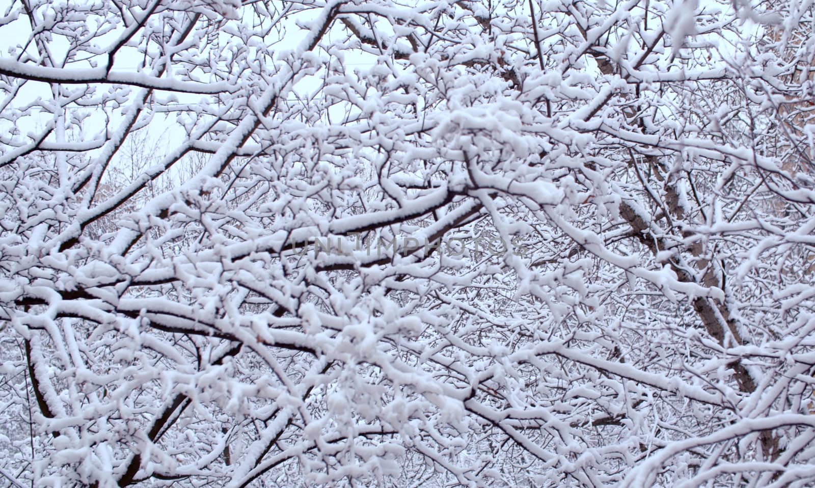 Close up birch tree branches under the snow, snowfall in the park. Snow falling on the trees. Winter background