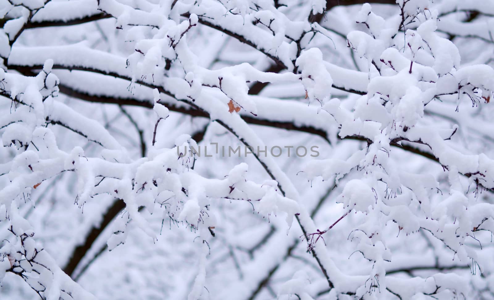 Close up birch tree branches under the snow, snowfall in the park. Snow falling on the trees. Winter background