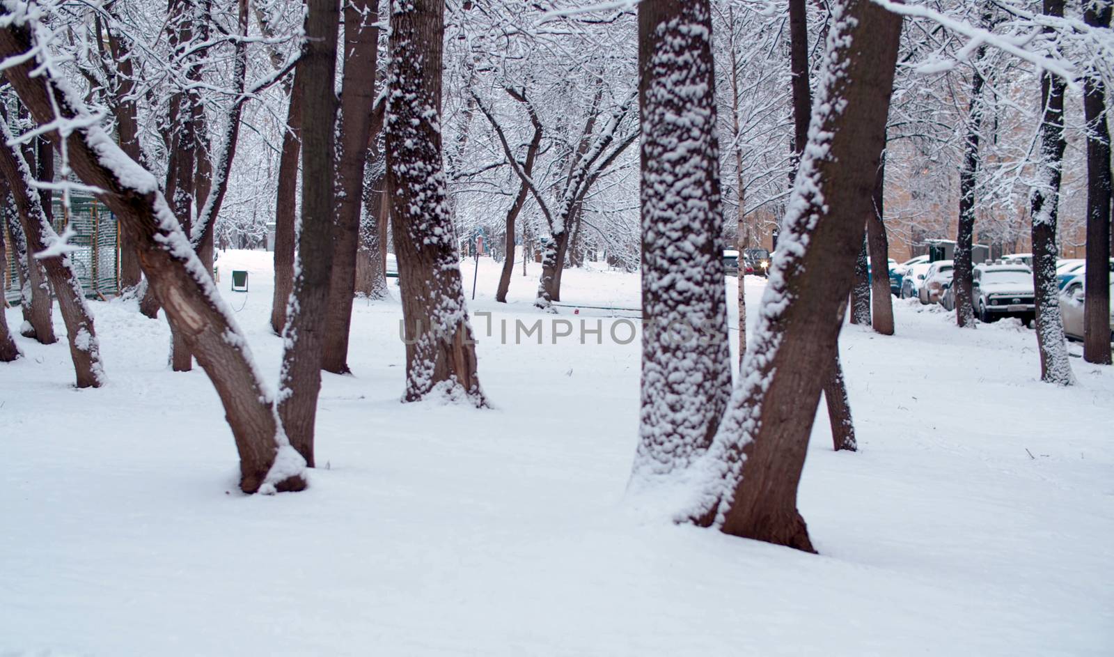 Winter in the city, snowfall, cars and trees under the snow.