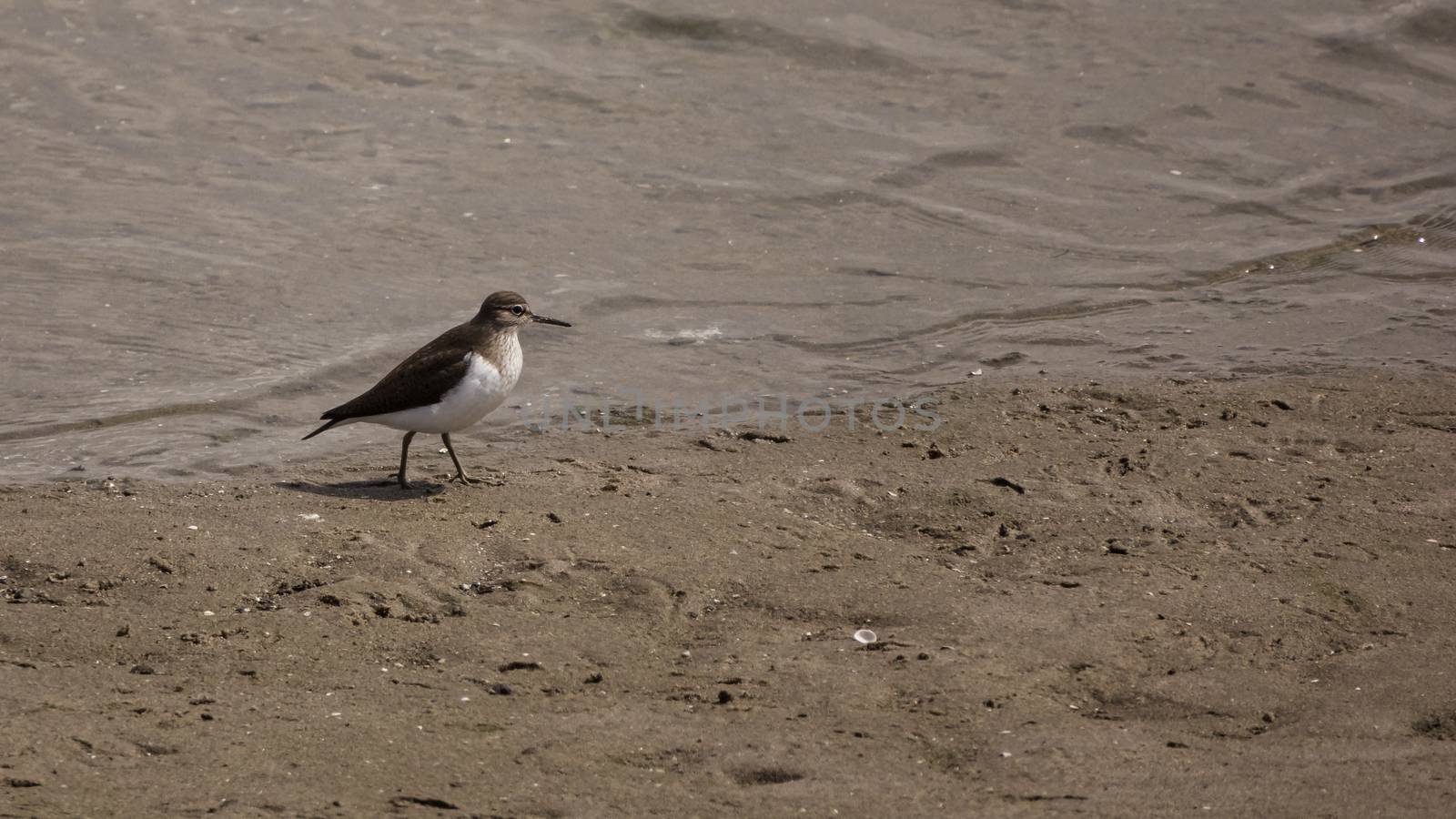 Kentish Plover Charadrius alexandrinus at the haringvliet near stellendam