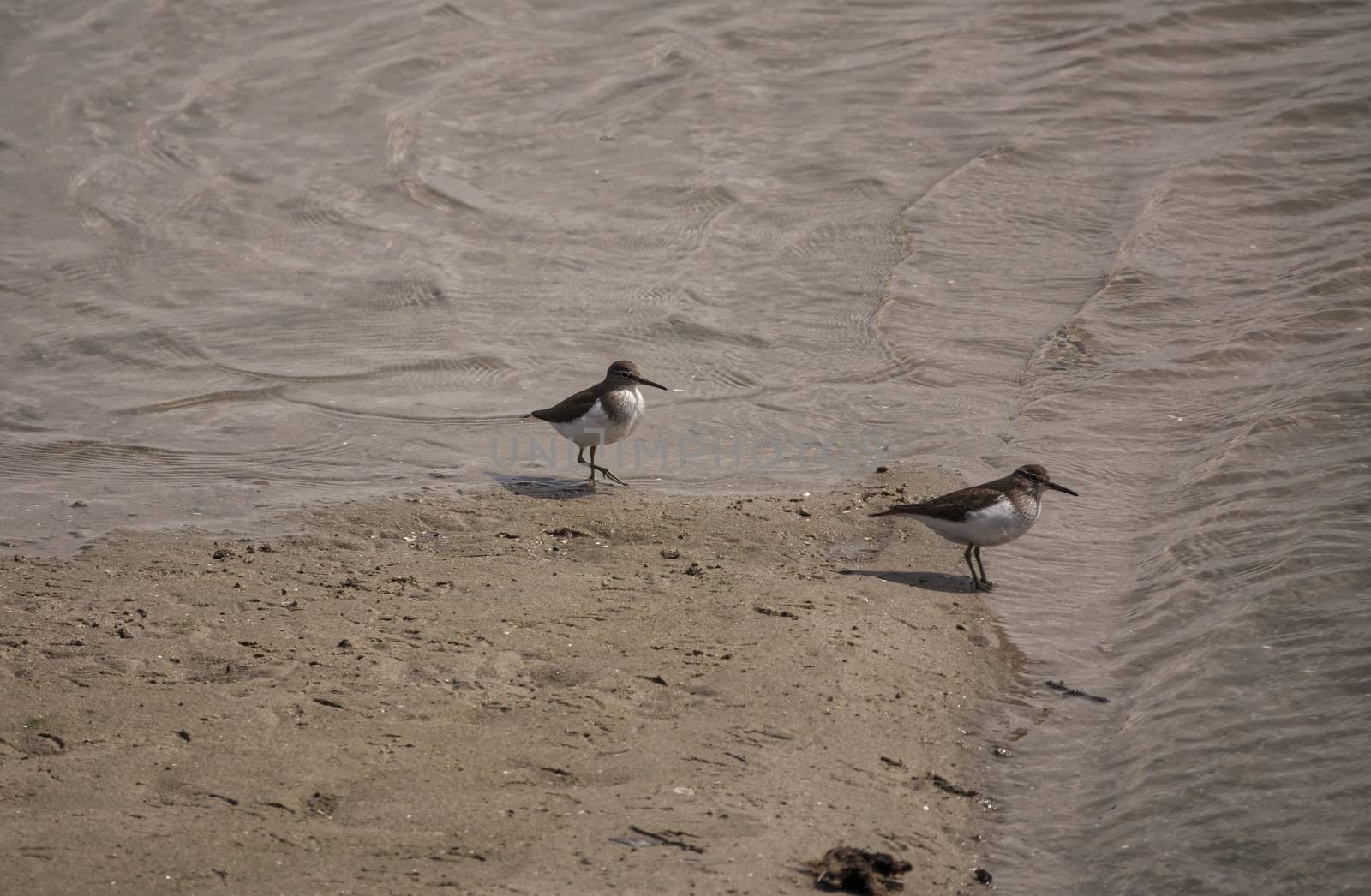 two Kentish Plover Charadrius alexandrinus at the haringvliet near stellendam