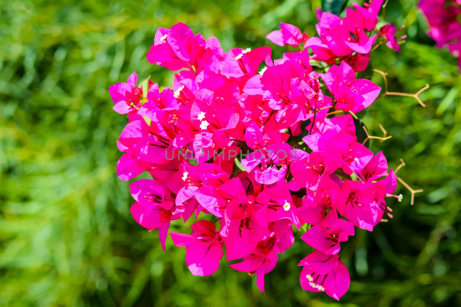 Bush of hydrangea macrophylla red baron flowers. close up of flowers.