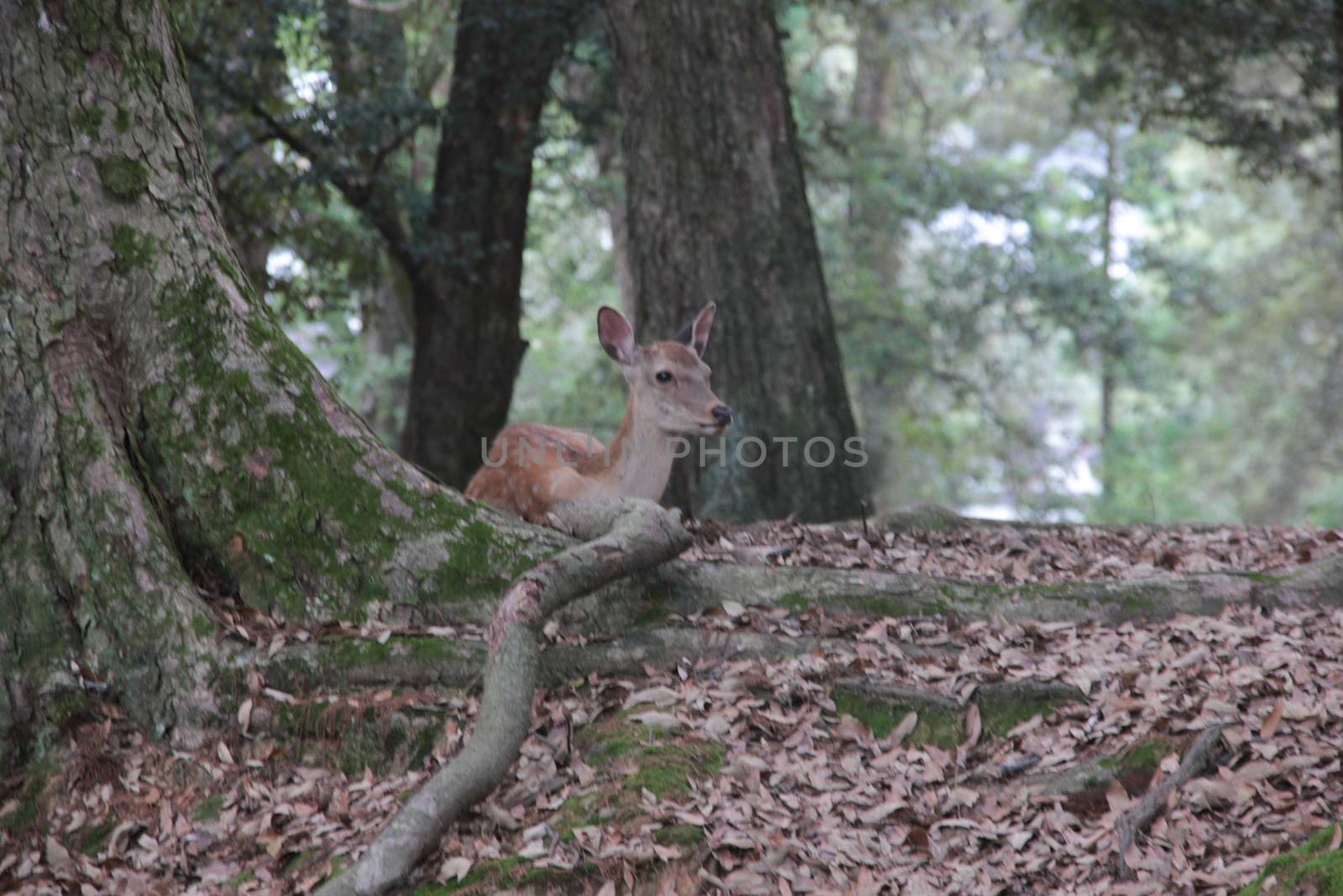 cerbiatto nel bosco