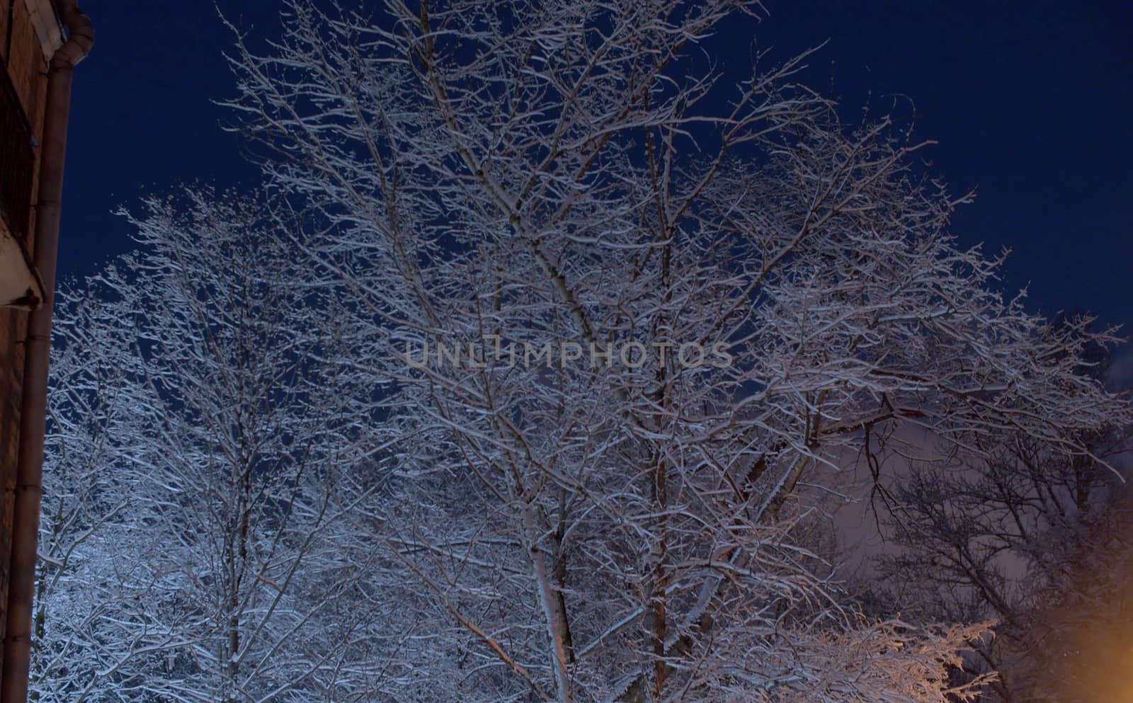 White snow covered tree against the deep blue evening sky. Snow shining in the light of lanterns