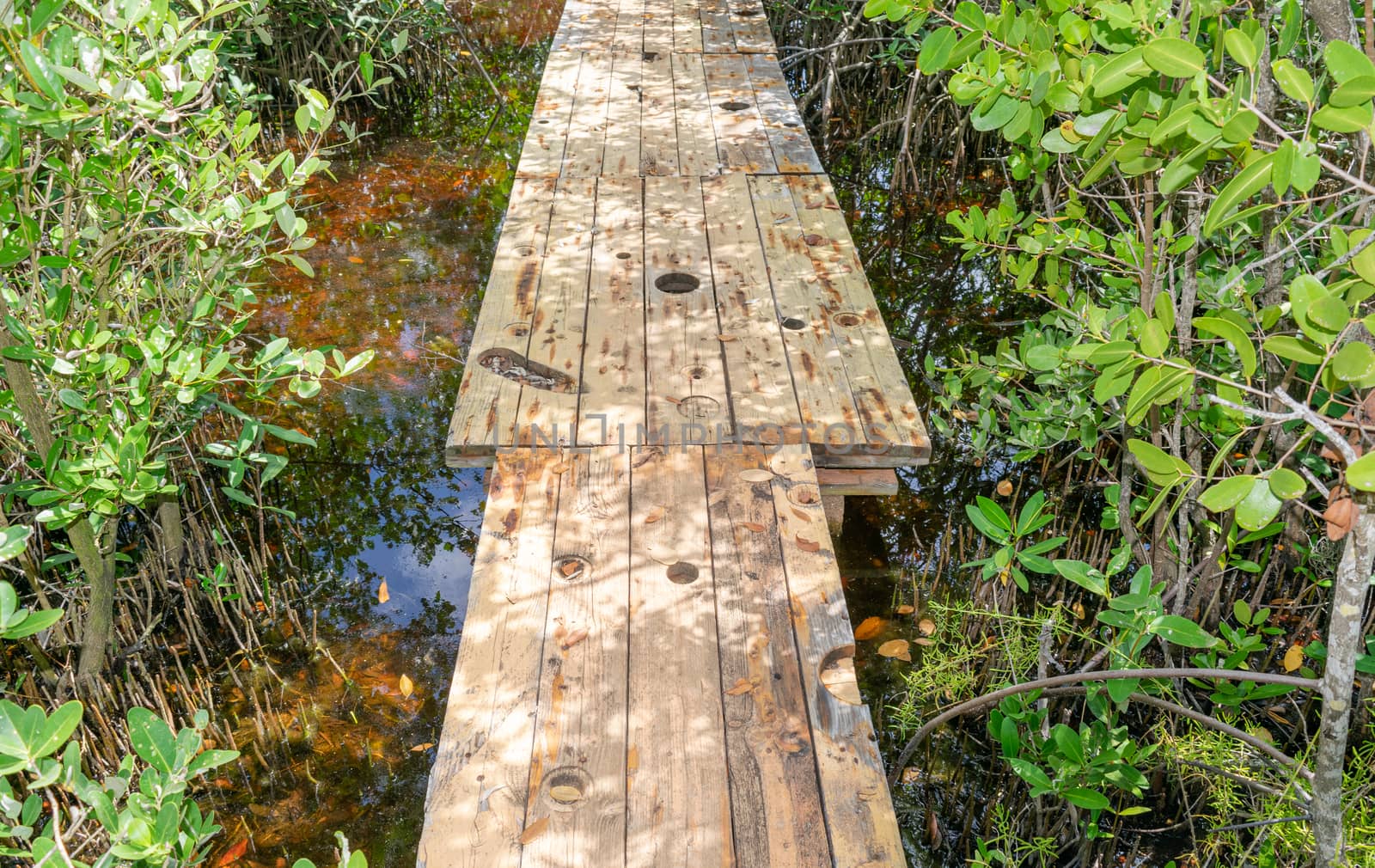 Bridge made of wood and undergrowth on the sides by Tonhio