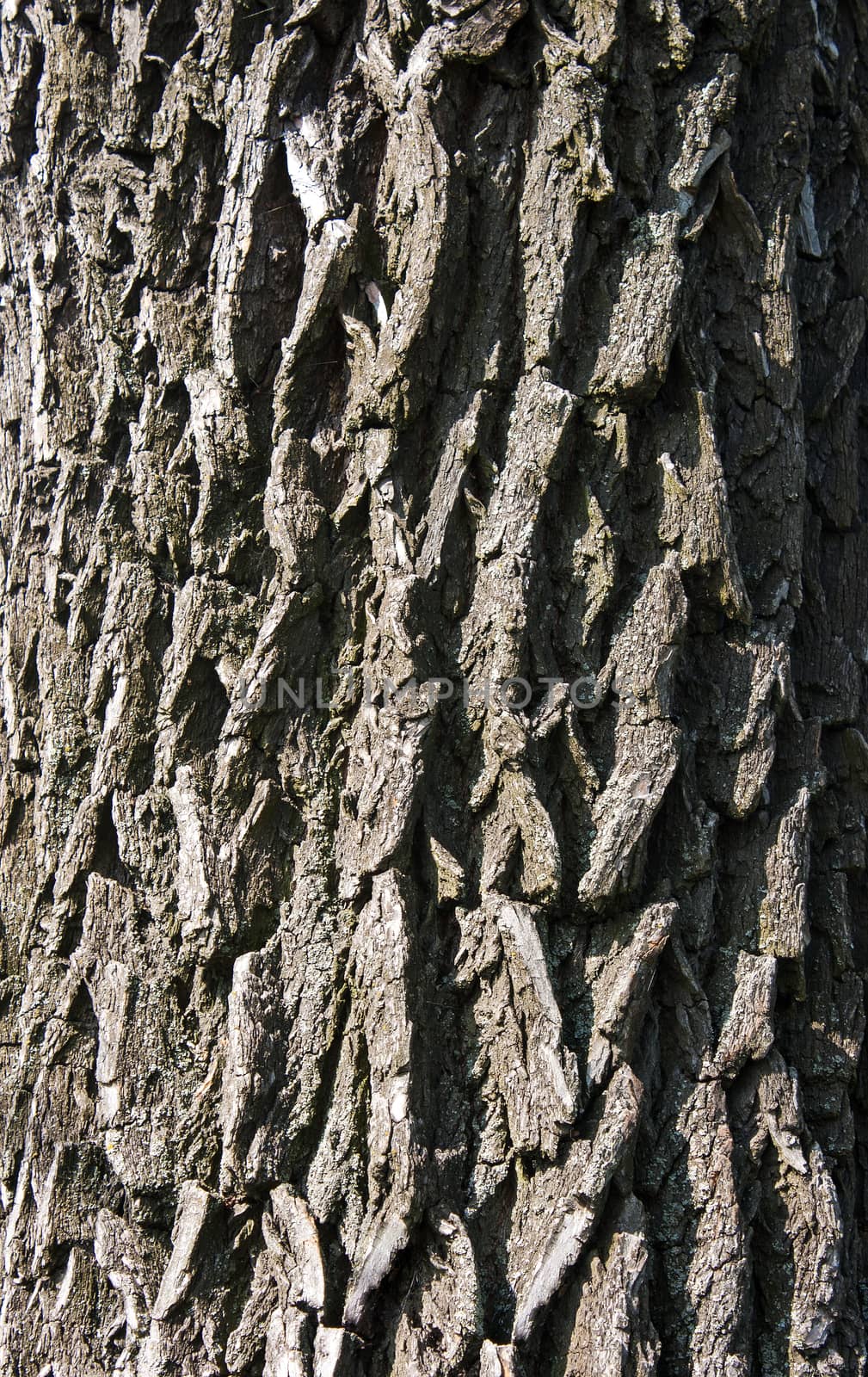 grey bright fine texture of tree bark