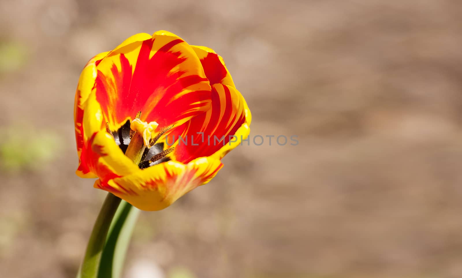 single bright red and yellow tulip outdoor on sunny summer day closeup