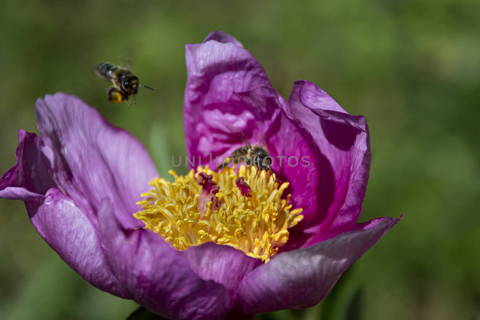 Two bees looking for pollen on a purple tulip