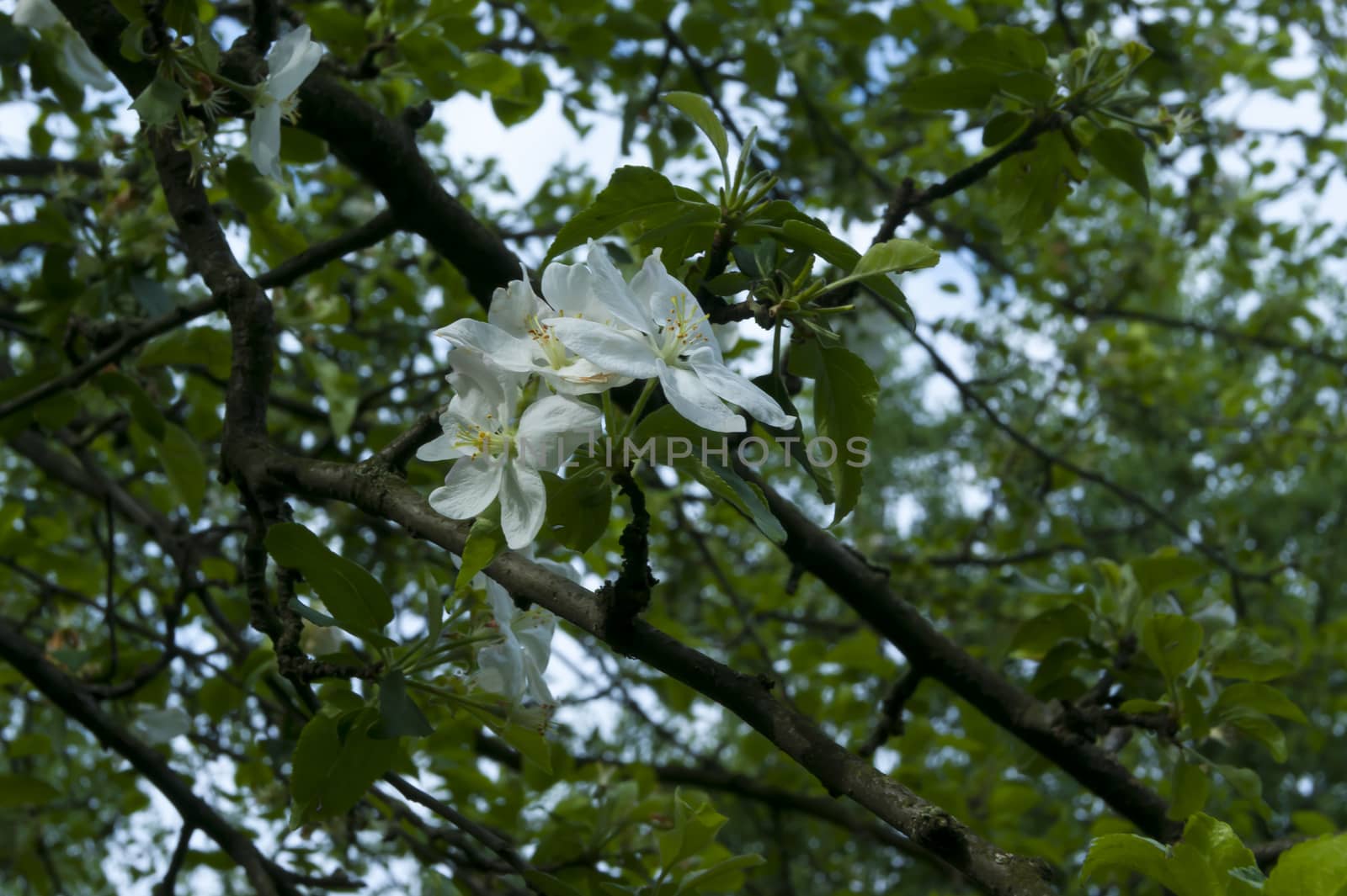 Crohn apple tree with leaves and flowers against the sky