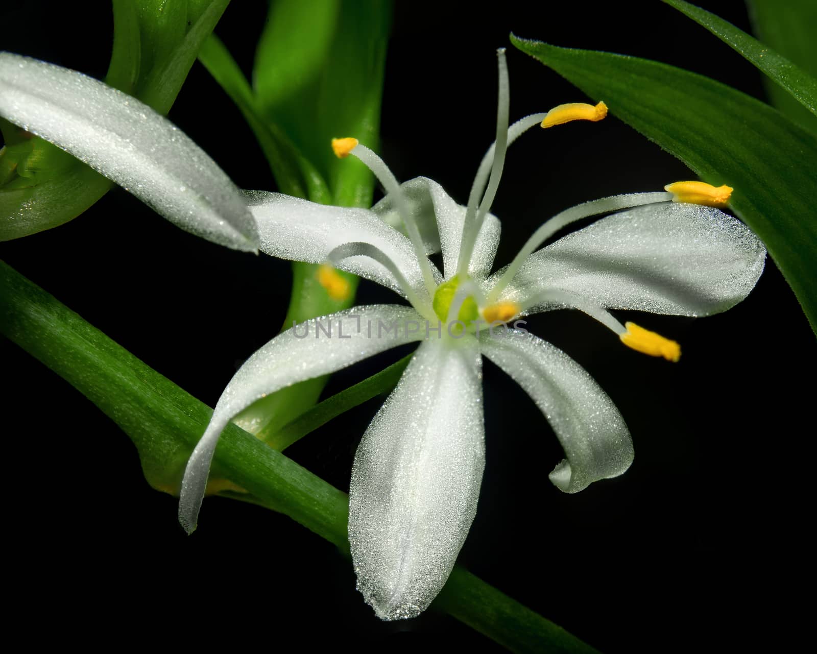 A white chlorophytum comosum flower in a branched inflorescence. Each flower has six three-veined tepals. All on black background
