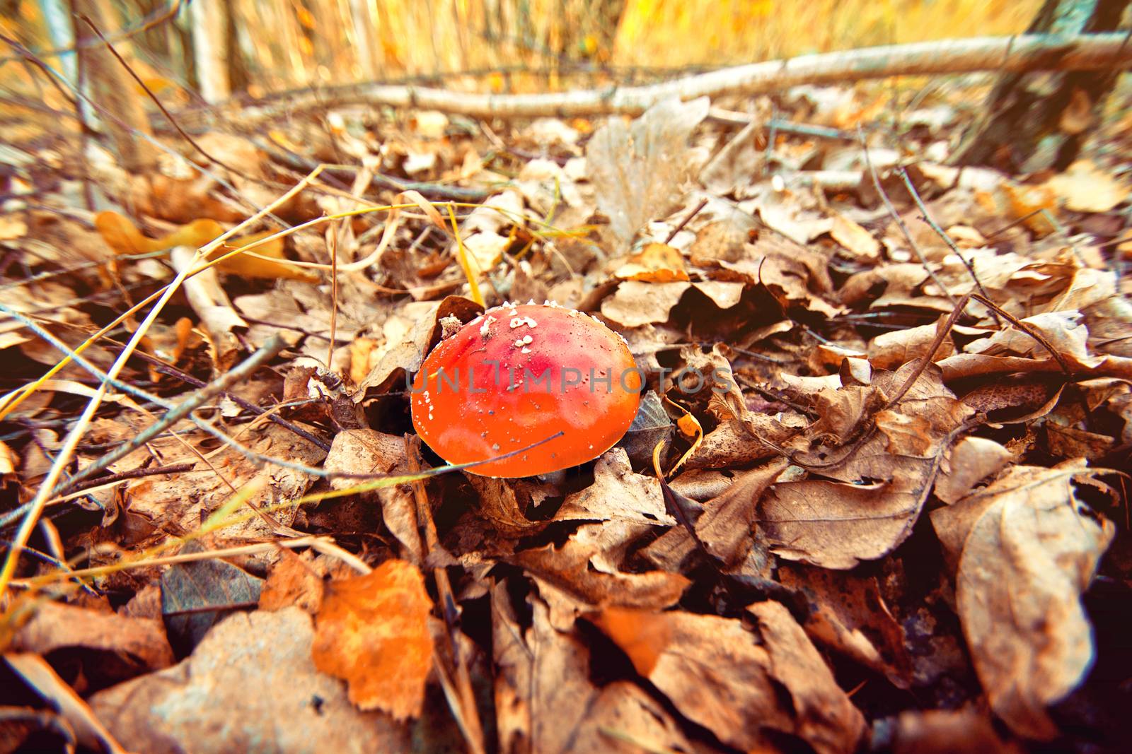 Toadstool between leaves in the forest at autumn.