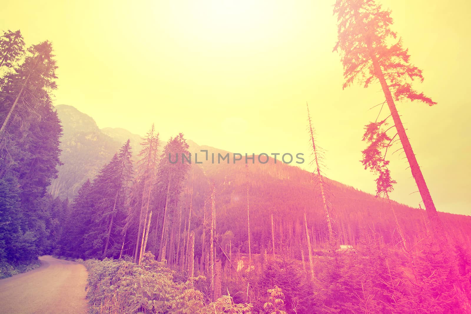 Autumn. Abstract sunburst vintage autumn background. Blurred instagram vintage forest.