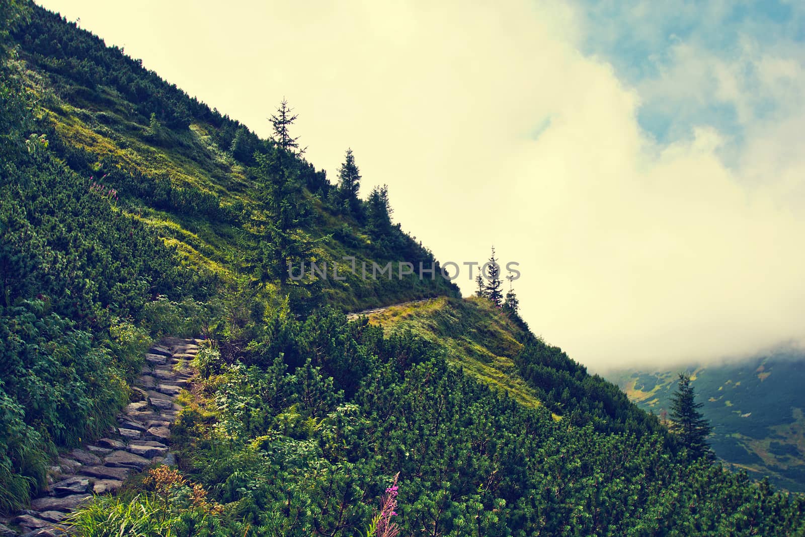 Mountainside with green trees. Vintage retro picture. Nature in mountains concept.