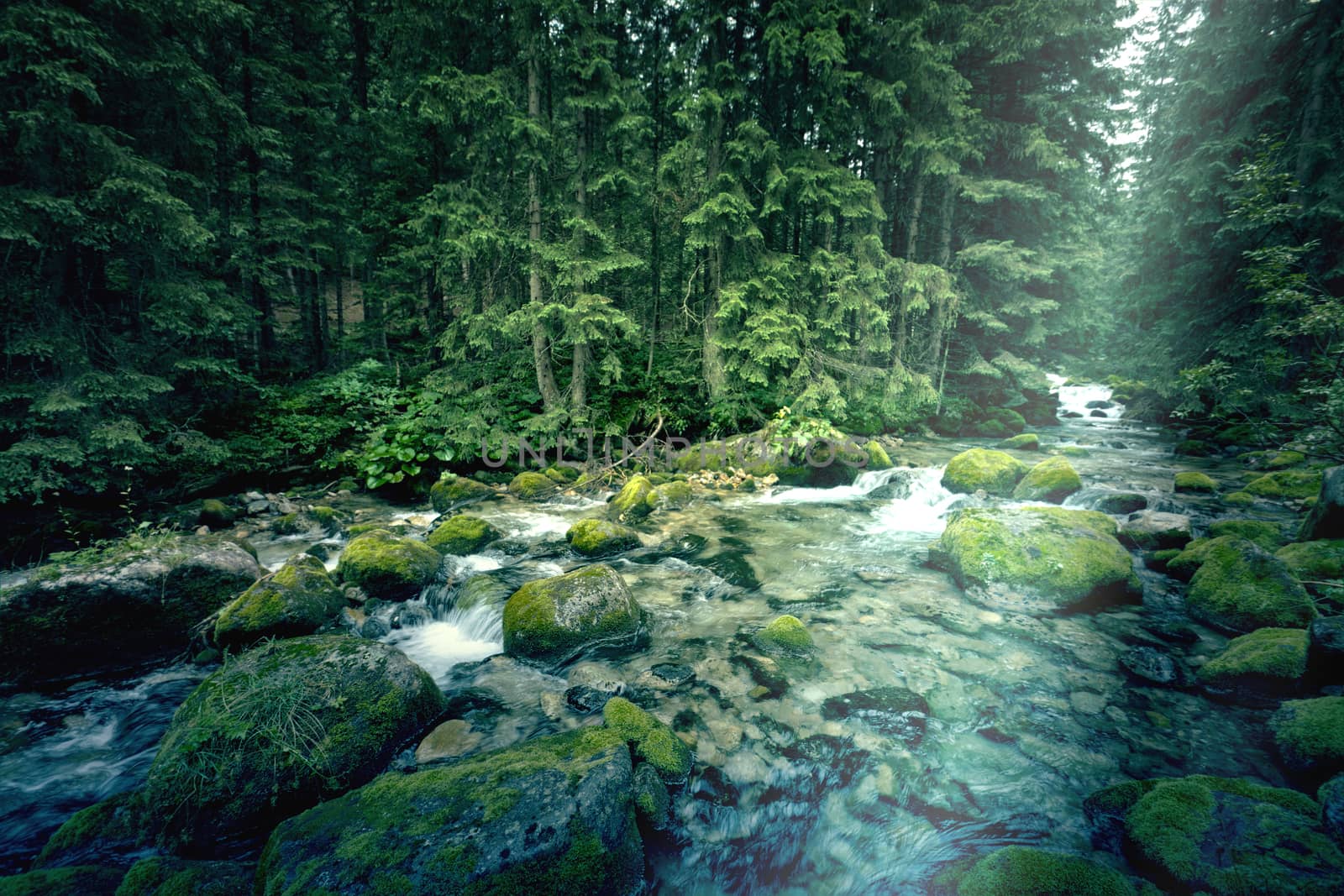 River in the dark forest. Nature concept.