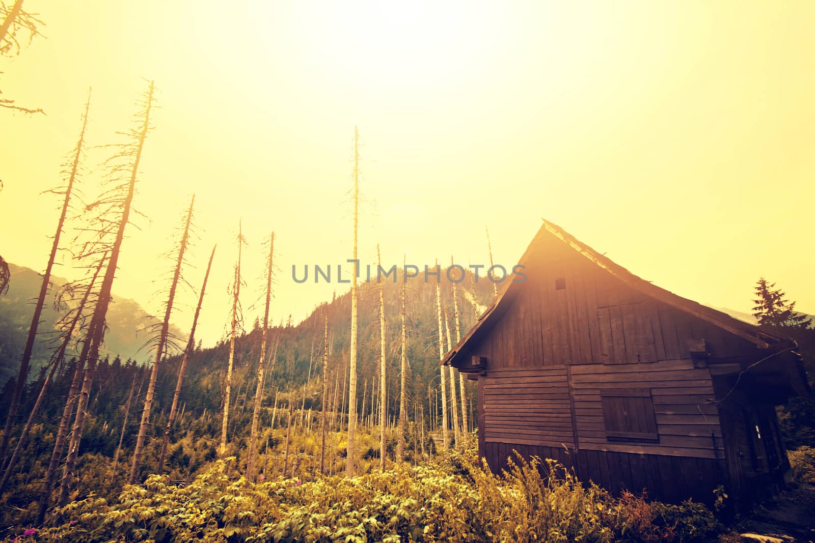 Old wooden house in foggy forest. Mountains scenery. Nature conceptual image. Instagram vintage picture.