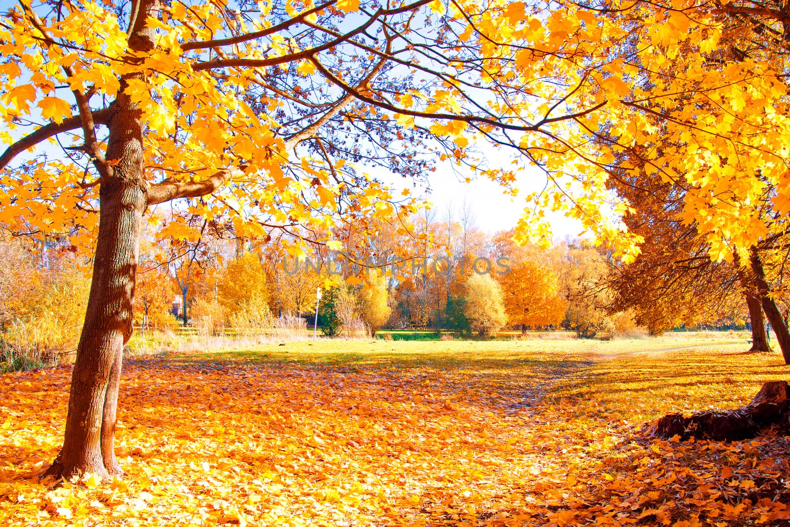 Autumn scenery. Beautiful gold fall in park.