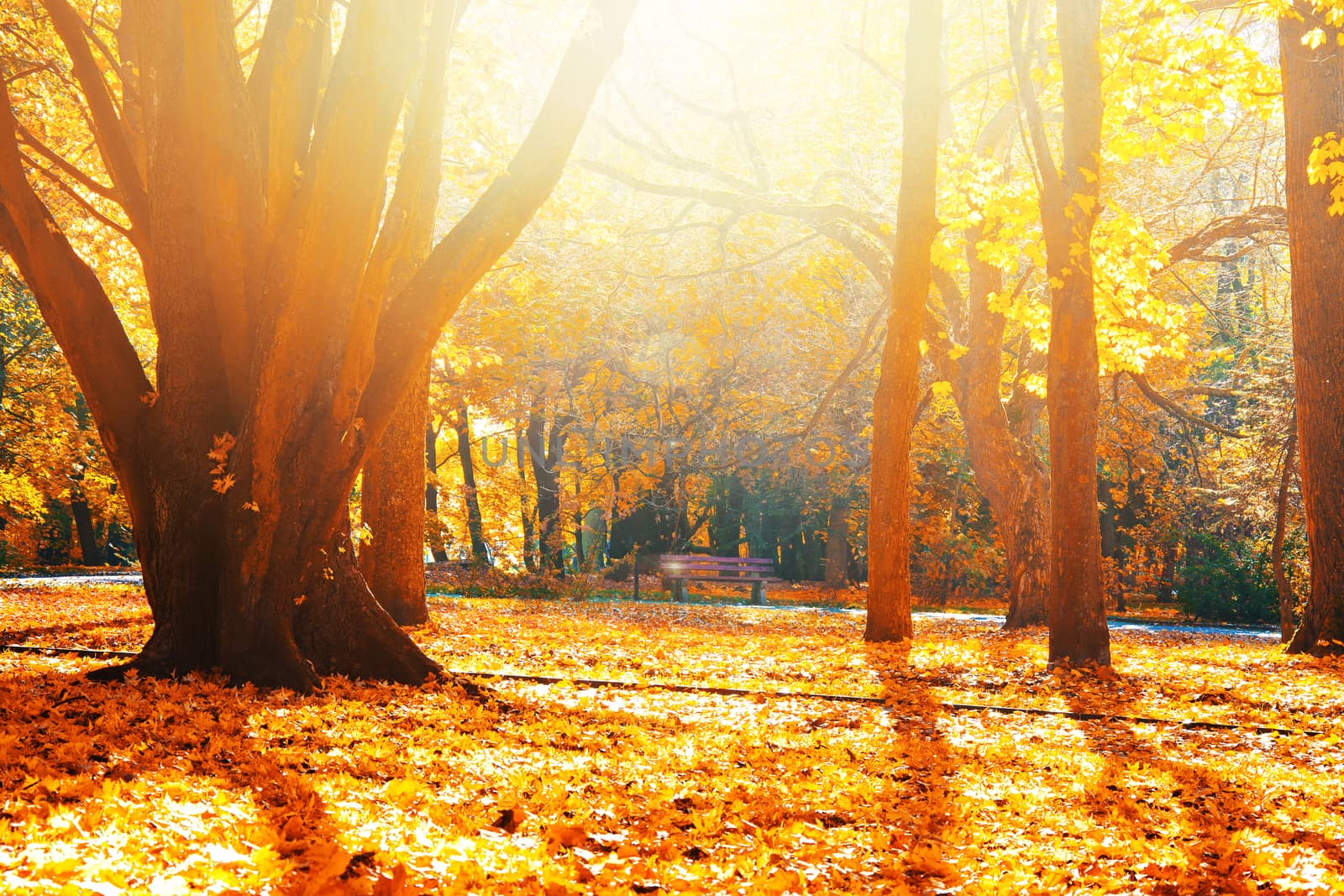 Autumn scenery. Beautiful gold fall in park.