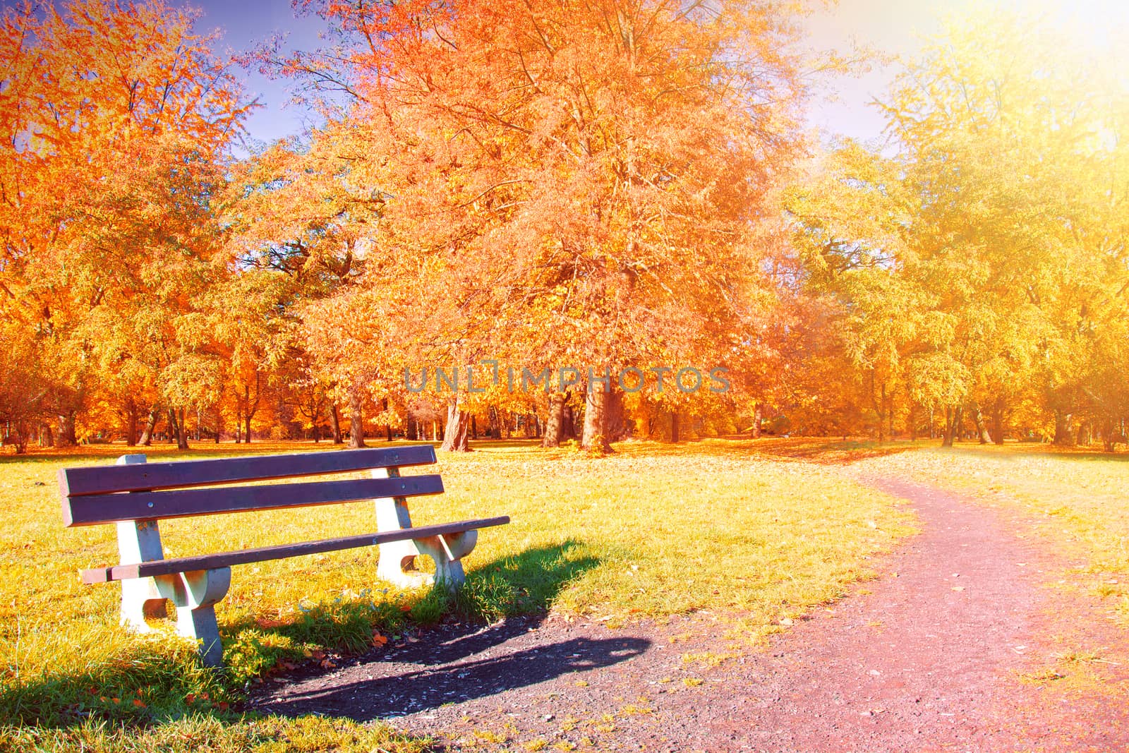 Autumn scenery. Beautiful gold fall in park.