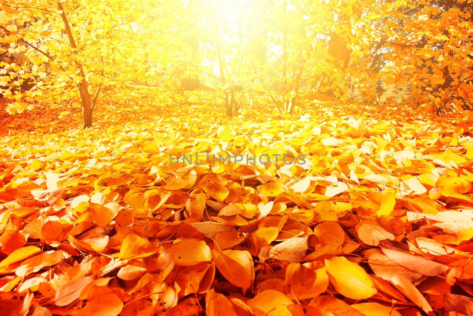 Autumn scenery. Beautiful gold fall in park.