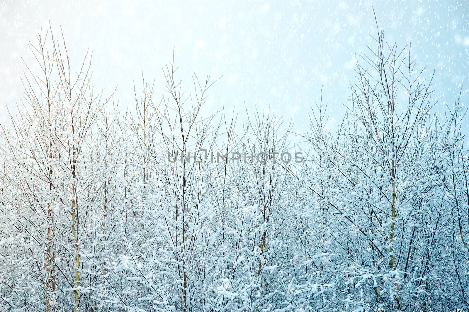 Winter trees snow and sky. Nature winter background.