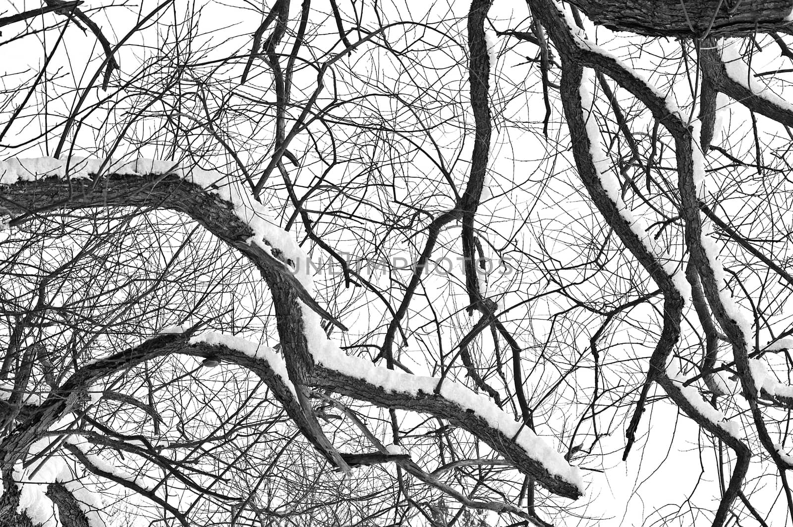 Winter tree conceptual image. by satariel