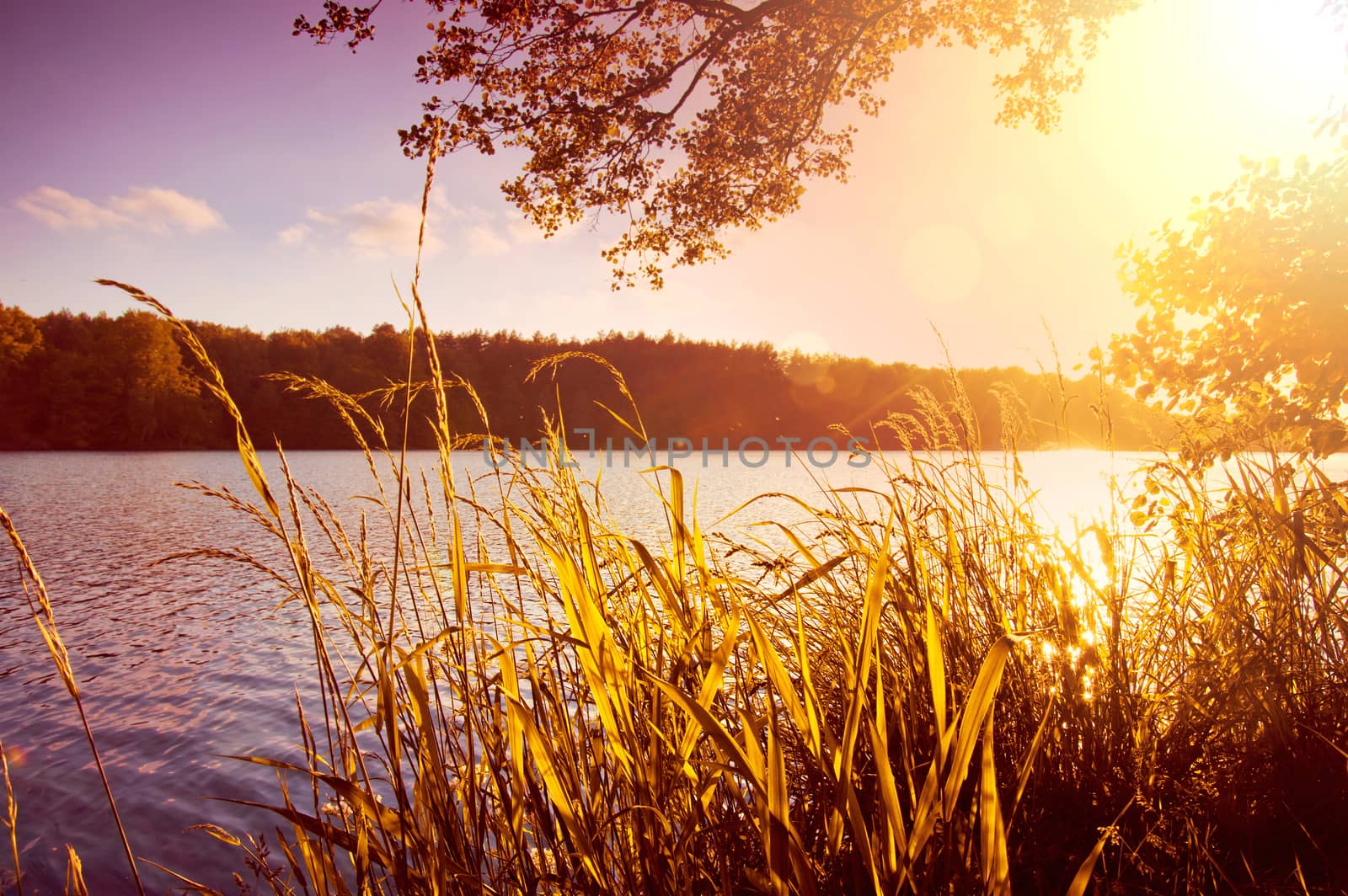 Nature conceptual image. Evening on the lake at summer.