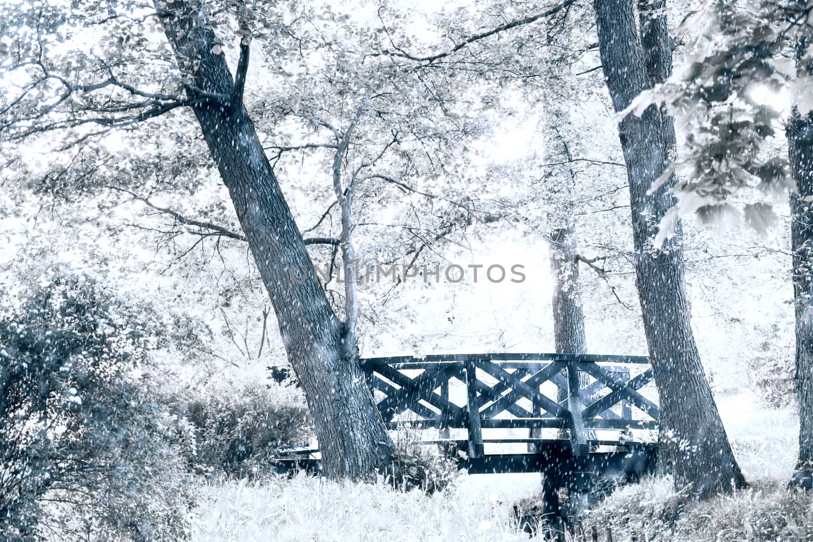 First snow in park. Nature Winter Landscape.