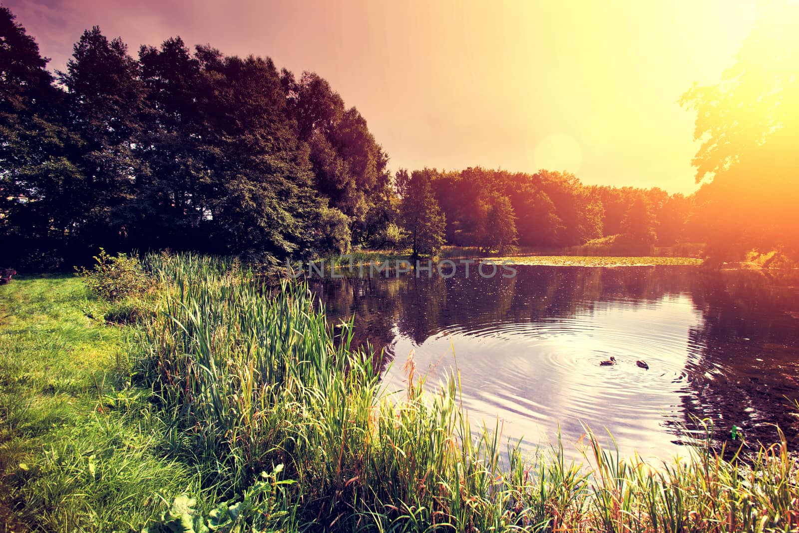 Sunset over lake with ducks in the forest. Nature conceptual image. Instagram vintage sunburst picture.