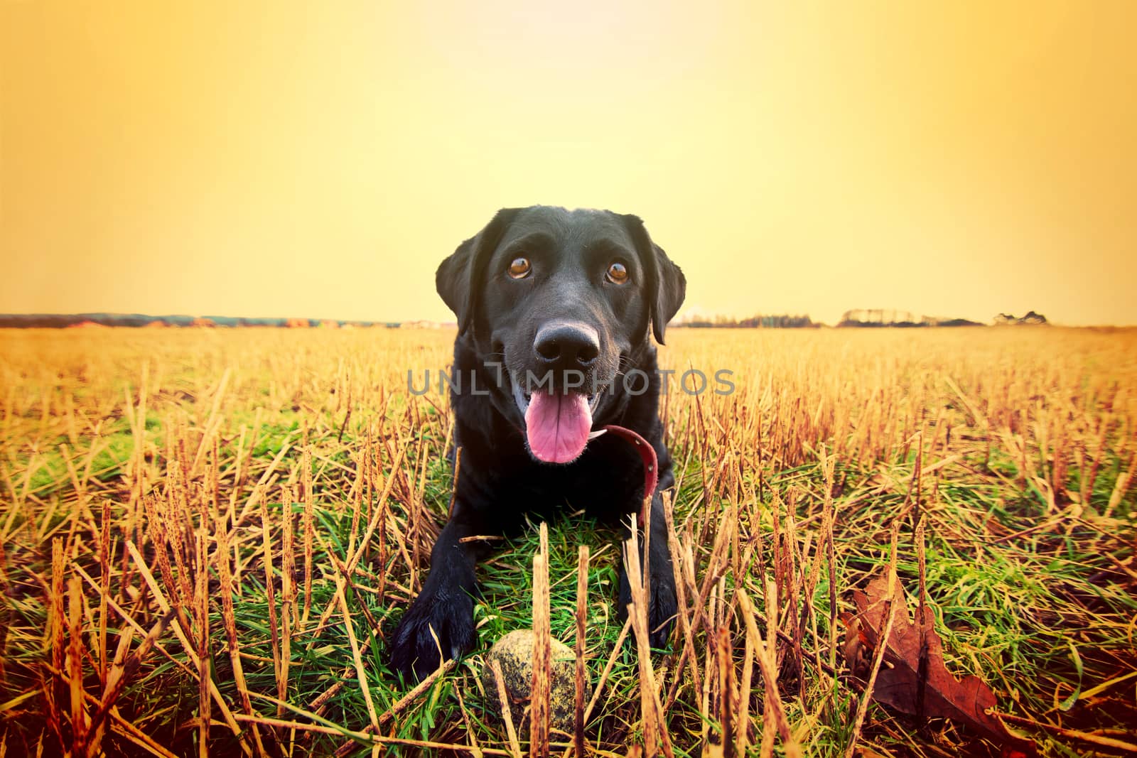 Happy black labrador playing on the field. Animal conceptual image.