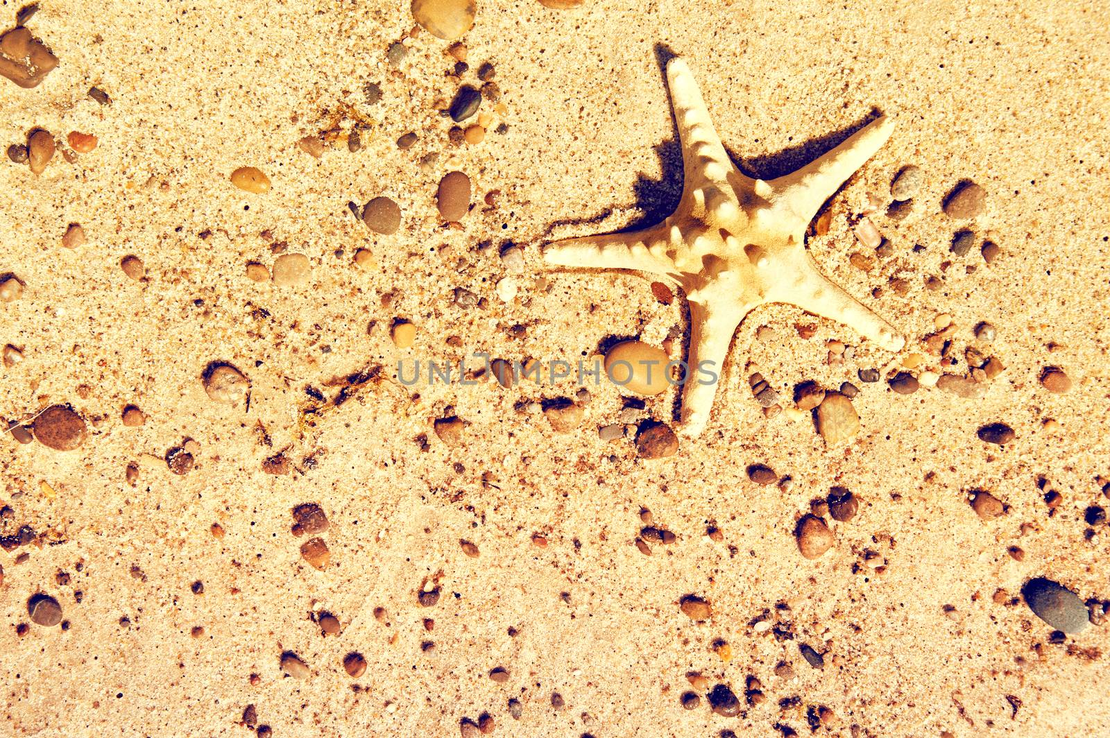 Starfish on the sand. by satariel