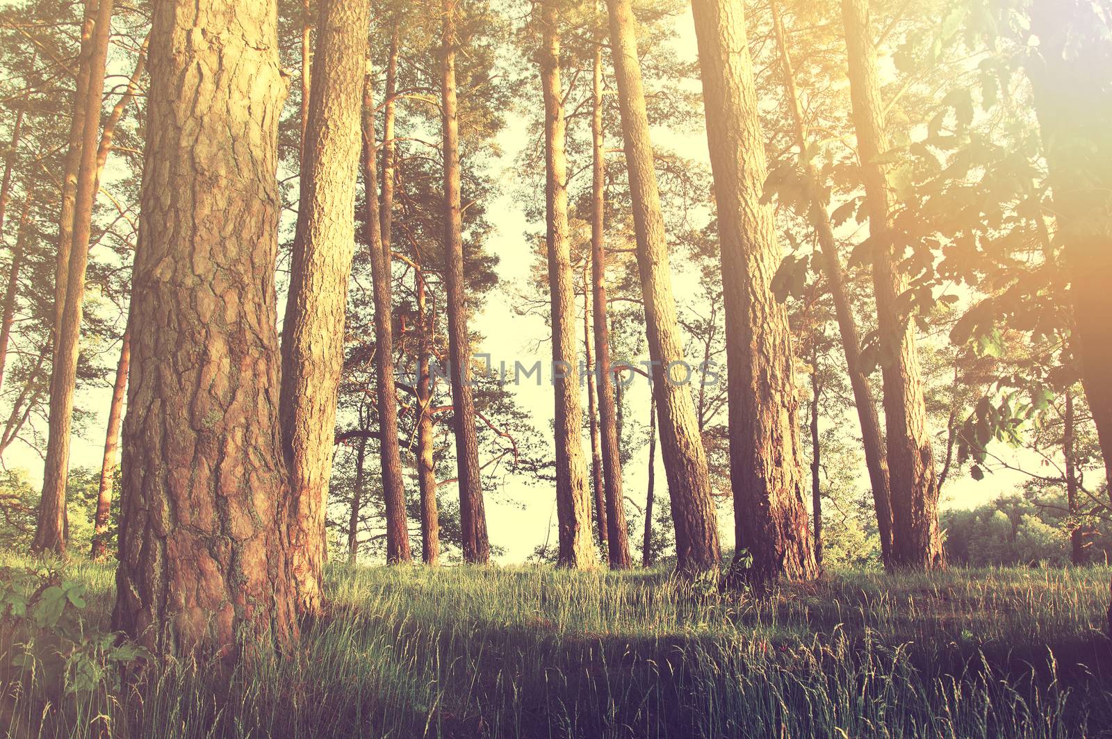 Nature in the forest at summer. Instagram vintage picture.