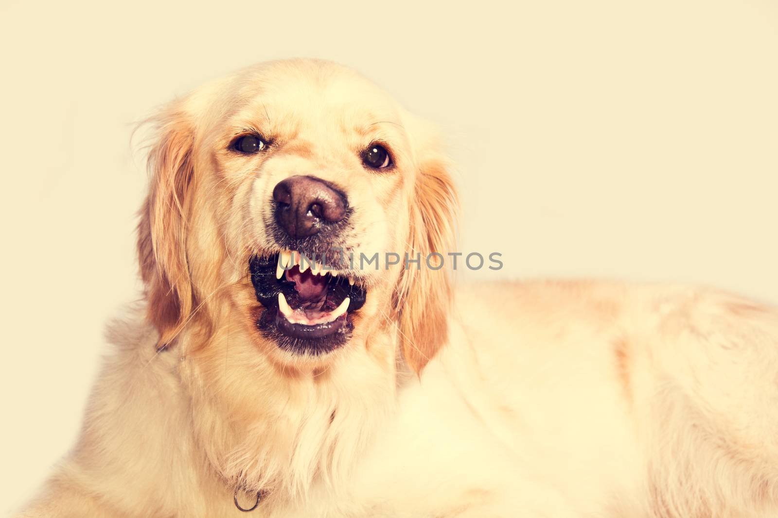 Angry golden retriever dog shows teeth. Pets.