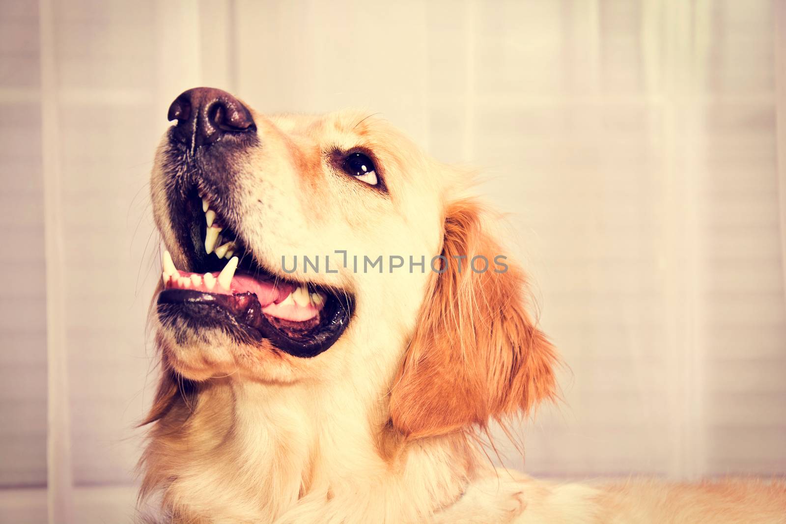 Cute golden retriever dog waiting for a snack.