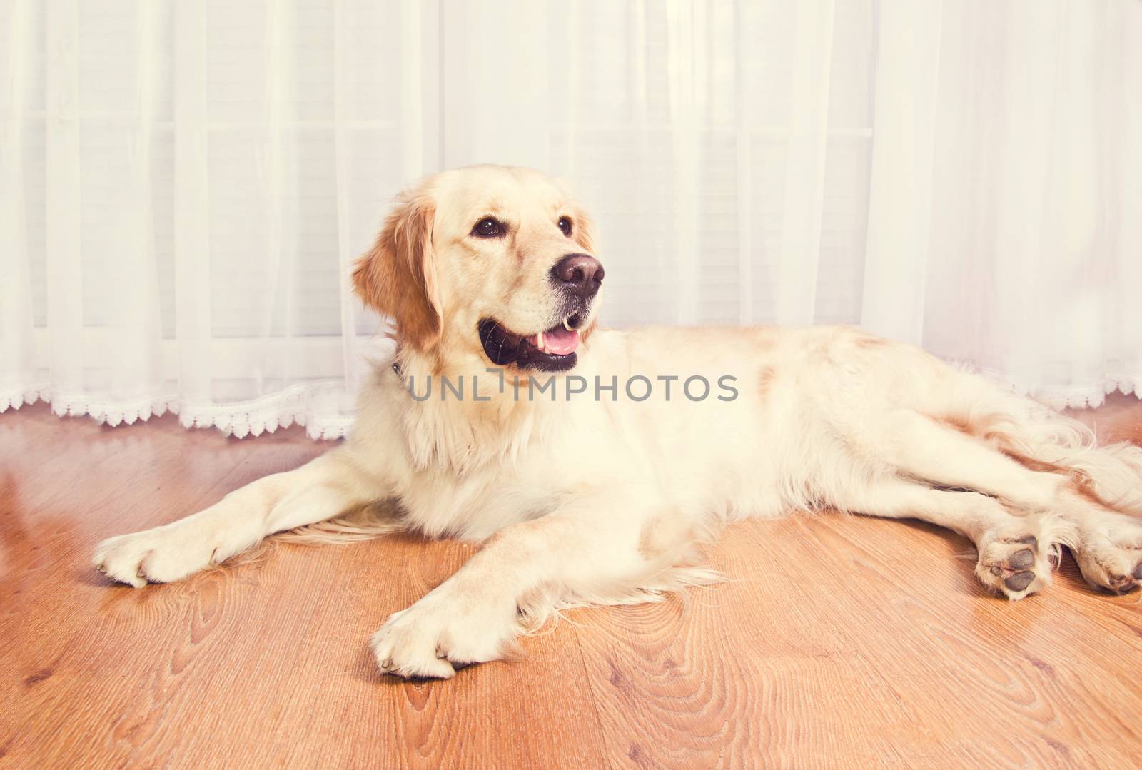 Cute golden retriever dog. by satariel