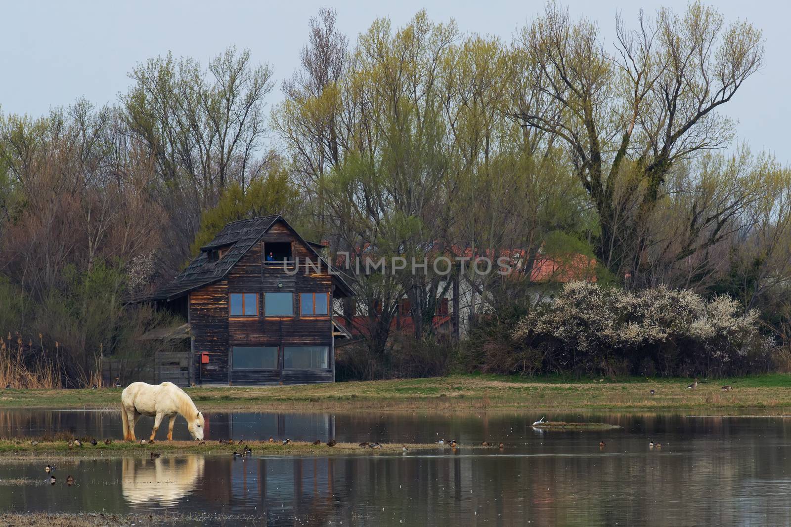 Camargue horse into the natural reserve by brambillasimone