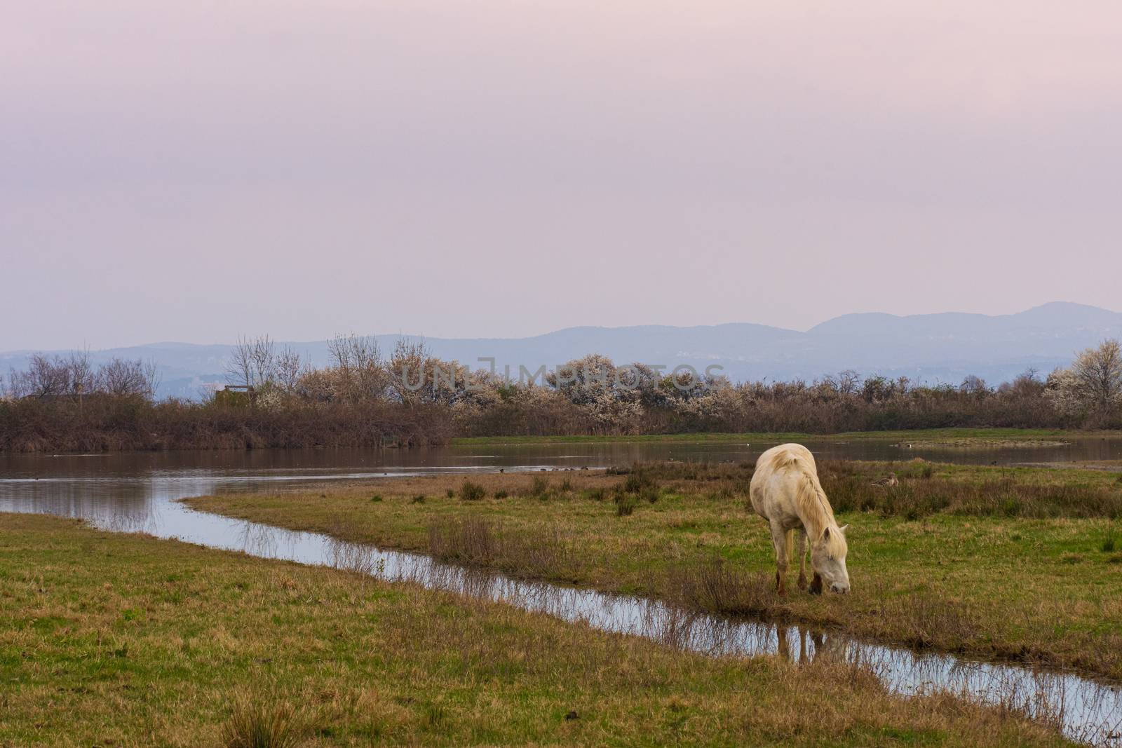 Free Camargue horses in a nature reserve, naturalistic image