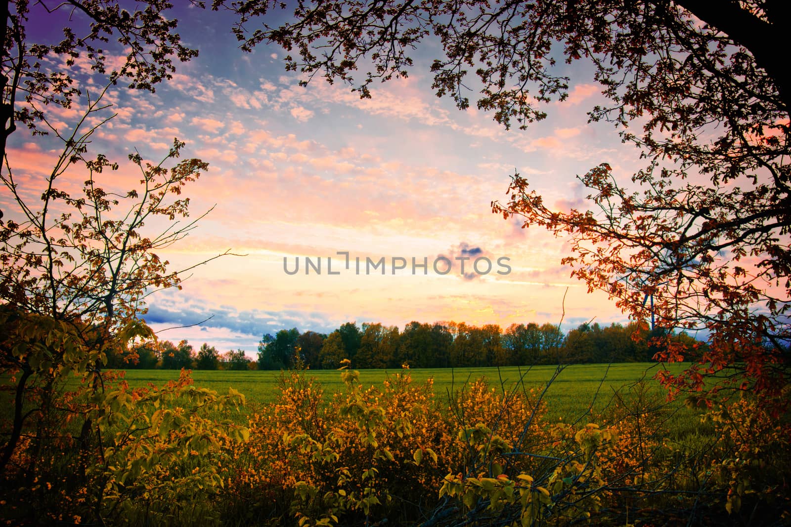 Nature landscape at summer. Beautiful colorfull evening on sunny meadow.