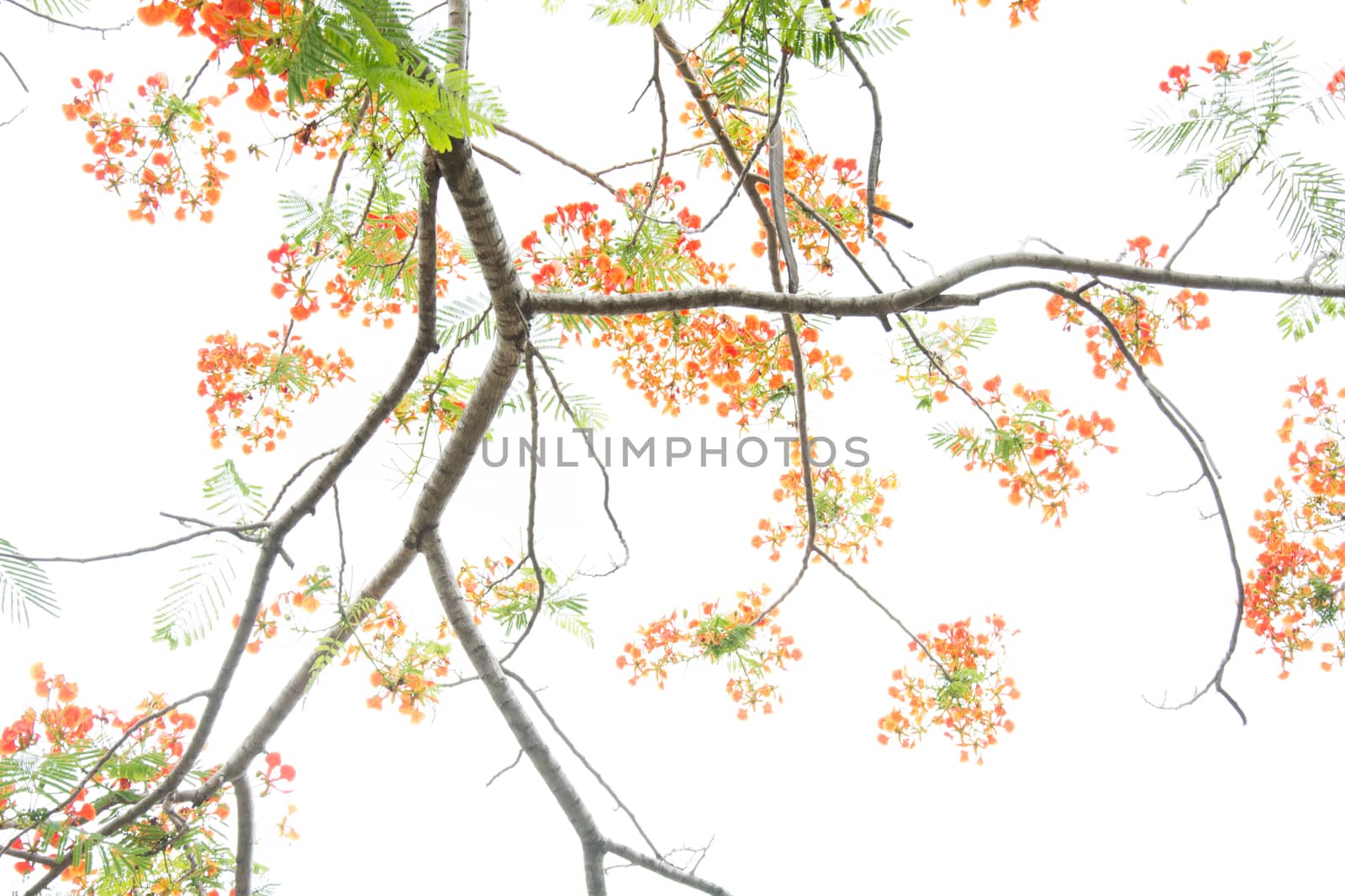 Very beautiful spring tree