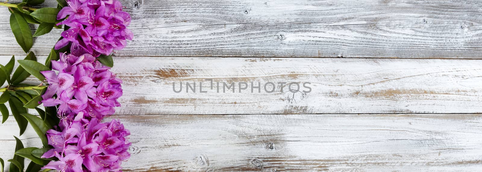 Purple rhododendron flowers on white rustic wooden background with copy space. Top view in flat lay format.   