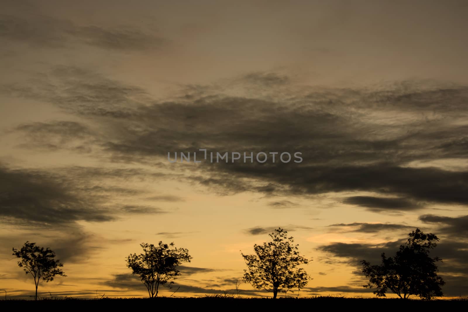 Colorful sunset with tree silhouette. by shutterbird