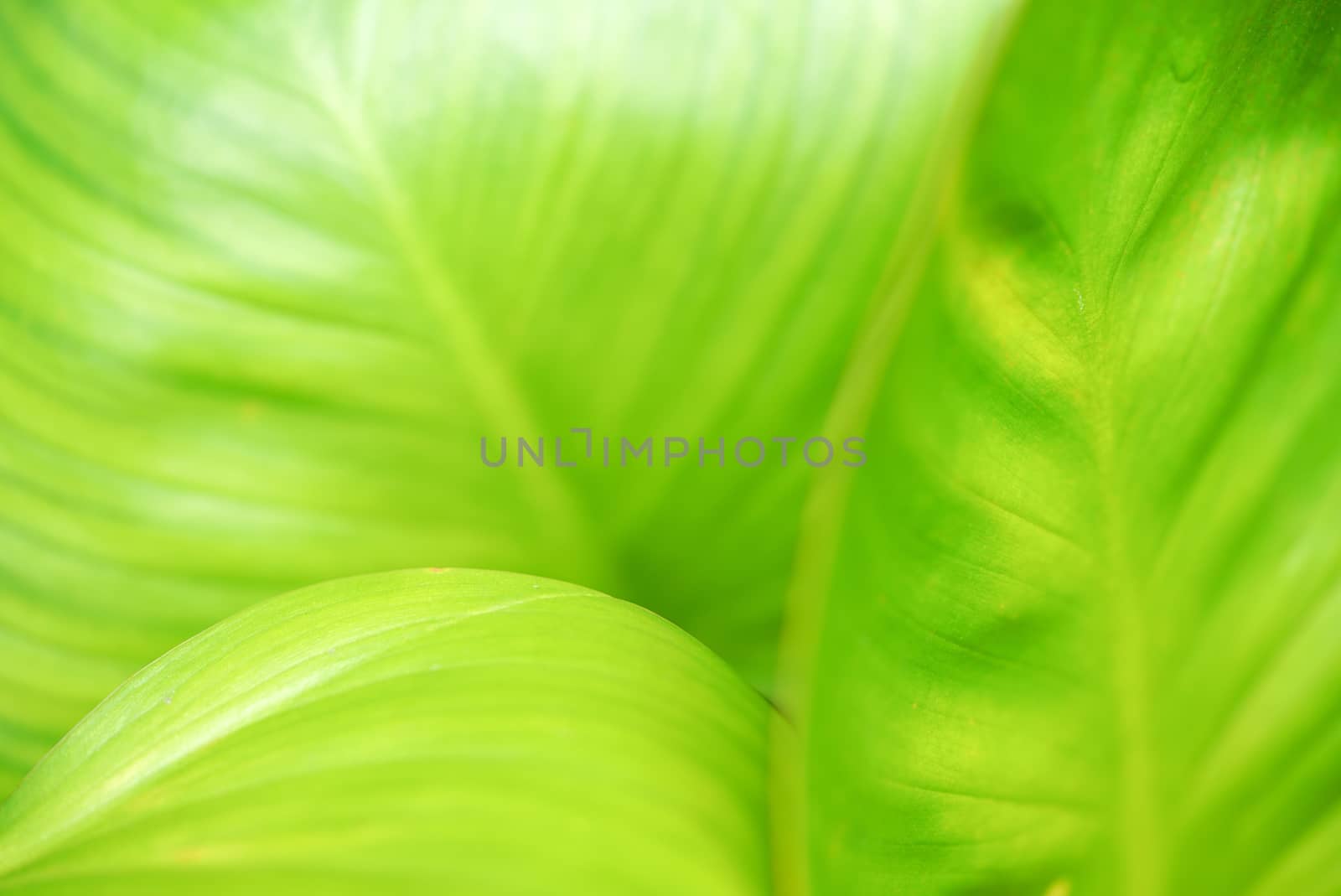 Closeup of green leaf in the garden. Greenery background by chadchai_k